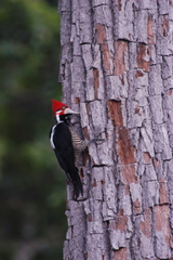 Campephilus melanoleucos