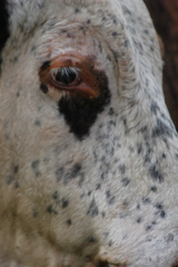 Campephilus melanoleucos