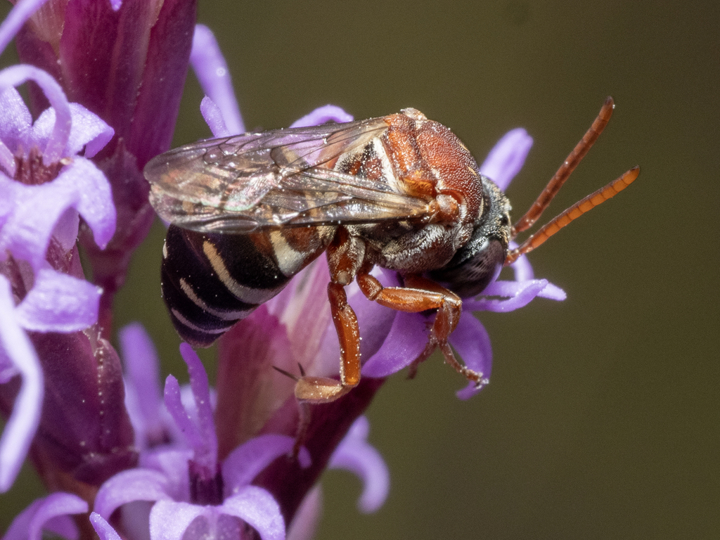 Florida Cellophane-cuckoo Bee