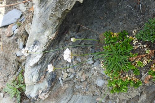 Image of White Thrift (Armeria ruscinonensis) by (c) Yves Bas, some rights reserved (CC BY)