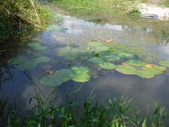 Nymphaea ampla