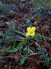 Oenothera flava