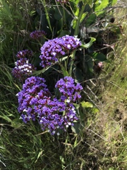 Limonium perezii