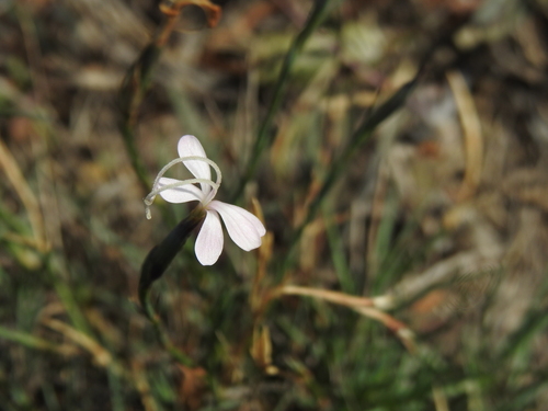 Image of Dianthus pyrenaicus by (c) Yves Bas, some rights reserved (CC BY)