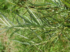 Salix eleagnos