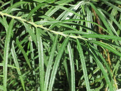Salix eleagnos