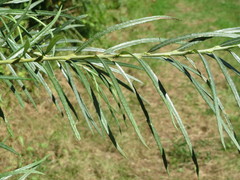 Salix eleagnos
