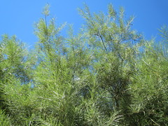 Salix eleagnos