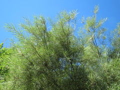 Salix eleagnos