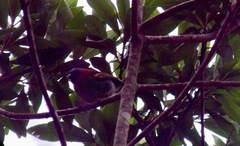 Tangara cyanocephala