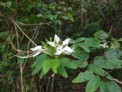 Bauhinia divaricata