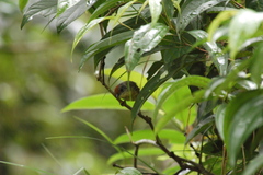 Dysithamnus stictothorax