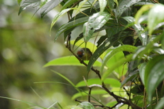 Dysithamnus stictothorax