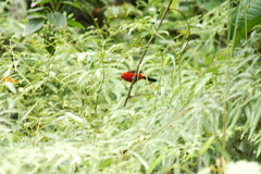 Ramphocelus bresilius