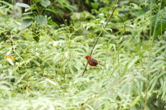 Ramphocelus bresilius
