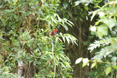 Ramphocelus bresilius