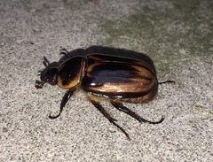 Ancognatha ustulata