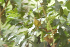 Dysithamnus stictothorax