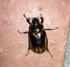 Ancognatha ustulata