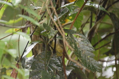 Dysithamnus stictothorax