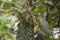 Dysithamnus stictothorax