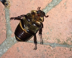 Ancognatha ustulata
