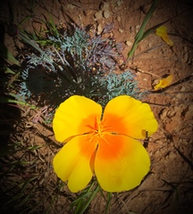 Eschscholzia californica maritima