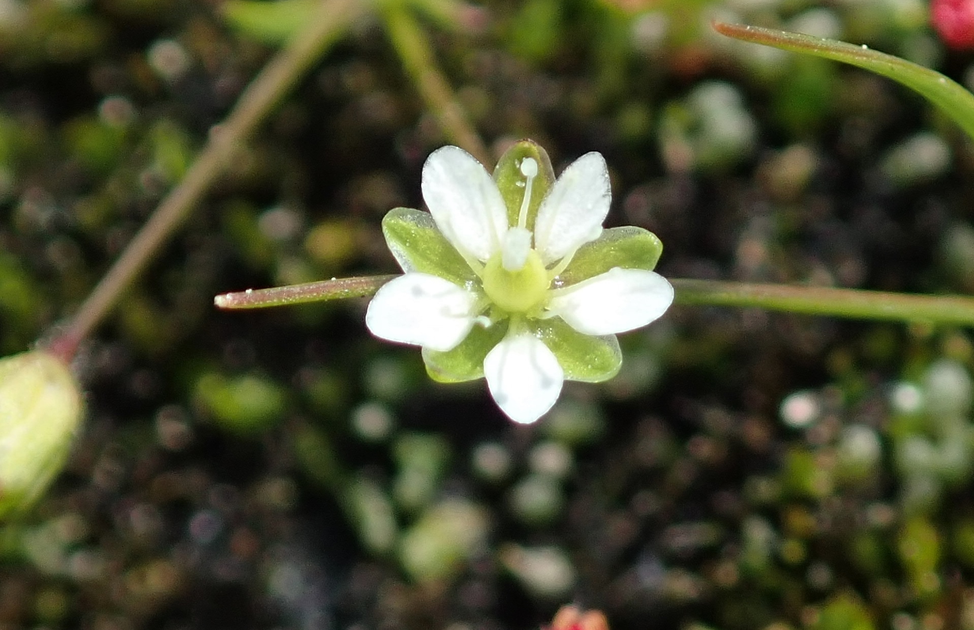 Sagina decumbens ssp. occidentalis