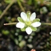 Sagina decumbens occidentalis - Photo (c) James Bailey, algunos derechos reservados (CC BY-NC), subido por James Bailey