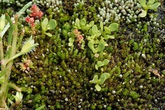 Lysimachia minima