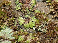 Riccia nigrella