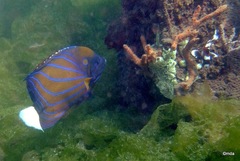 Pomacanthus annularis