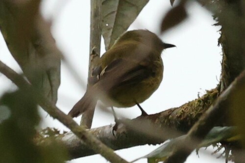 Flavescent Flycatcher (Myiophobus flavicans), photo 10