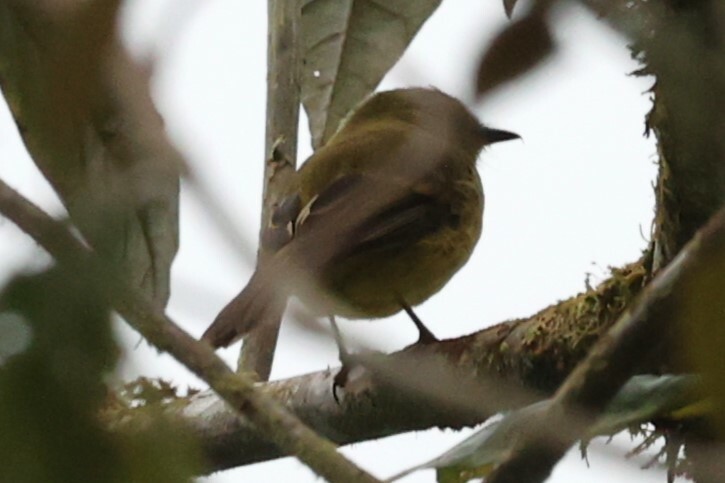 Flavescent Flycatcher (Myiophobus flavicans), photo 10