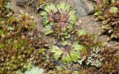 Riccia nigrella