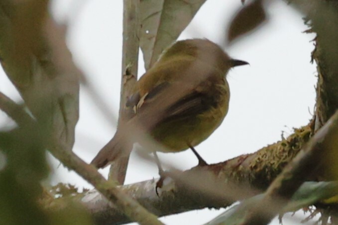 Flavescent Flycatcher (Myiophobus flavicans), photo 9