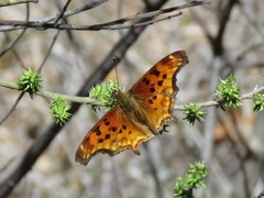 Polygonia satyrus