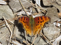 Polygonia satyrus