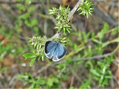 Celastrina echo cinerea