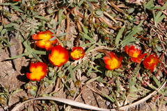 Portulaca fulgens