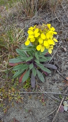 Erysimum menziesii
