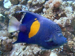 Pomacanthus maculosus