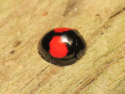 Chilocorus similis