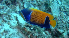 Pomacanthus navarchus