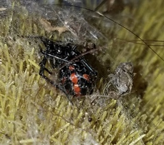 Latrodectus