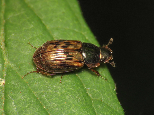 Nimbus johnsoni