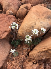 Tomostima cuneifolia