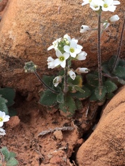 Tomostima cuneifolia