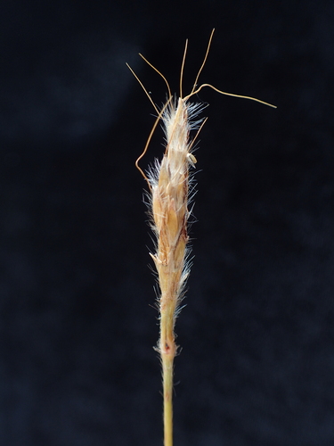 Golden Velvet Grass (Eulalia villosa)