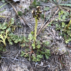 Sceptridium lunarioides